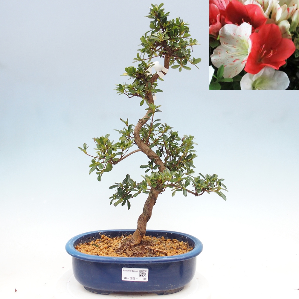 Bonsai voor buiten - Japanse azalea - Azalea Asahi-no-izumi