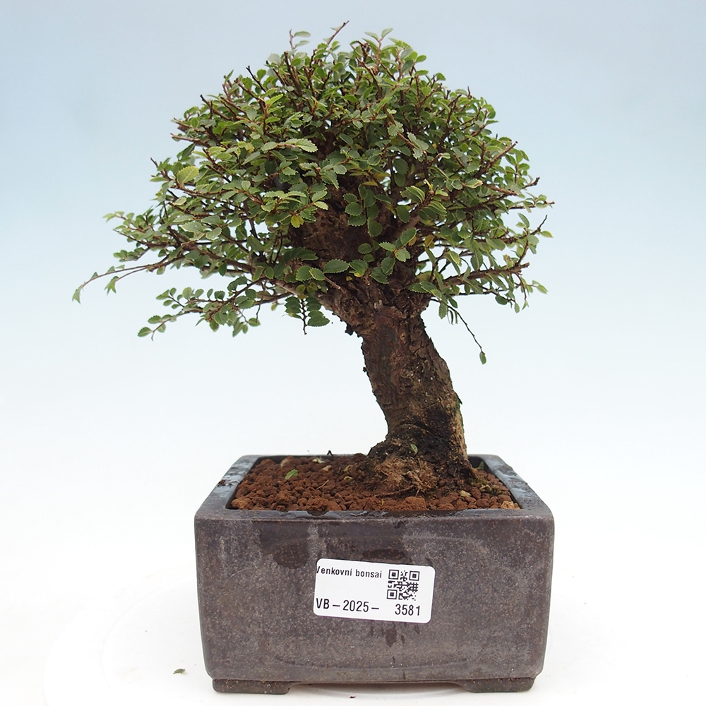 Bonsai voor buiten - Ulmus parvifolia Hokkaido - Chinese iep