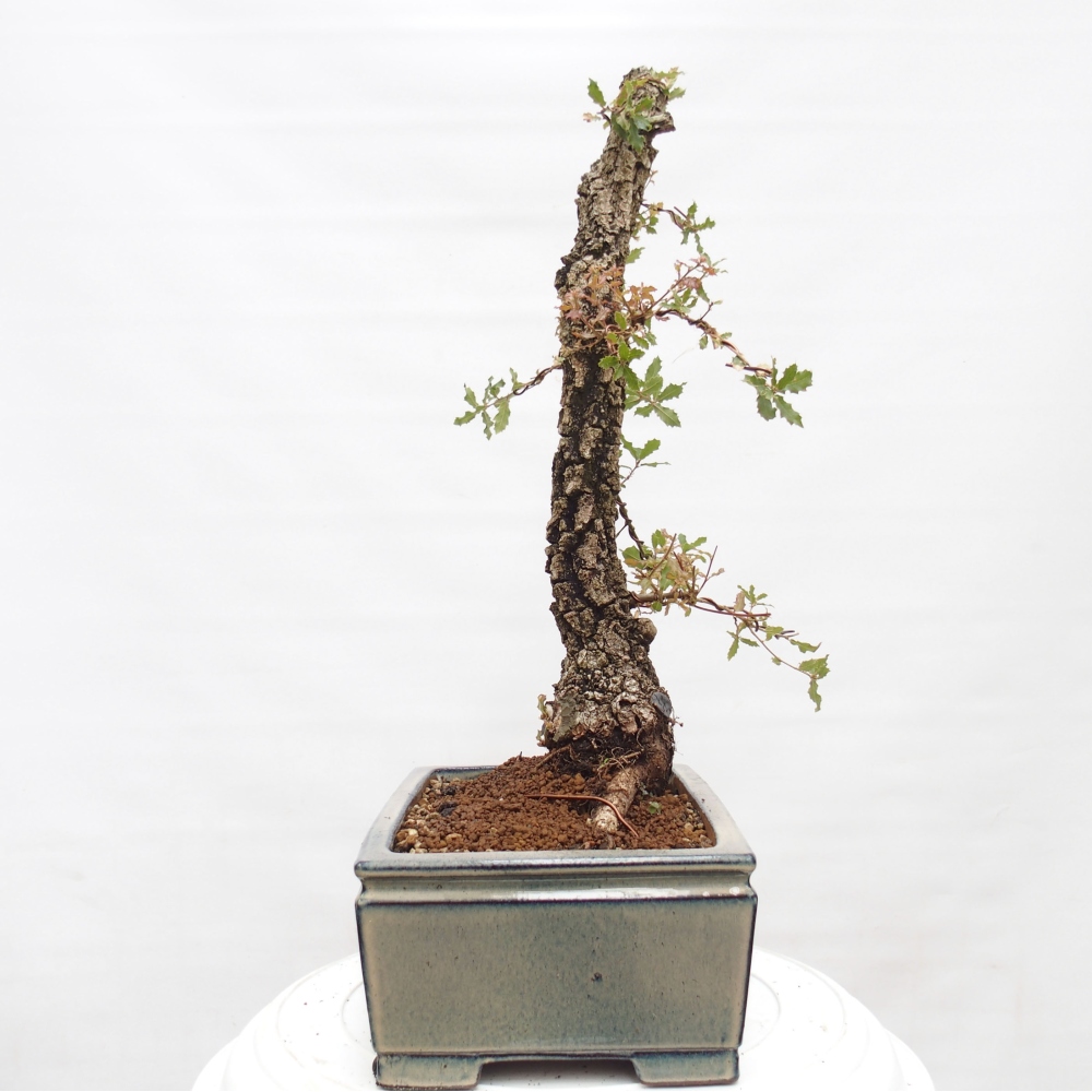 Yamadori - Quercus Ilex -Oakhulst