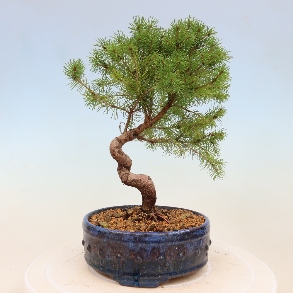 Bonsai voor buiten - Gewone spar - Picea glauca bol