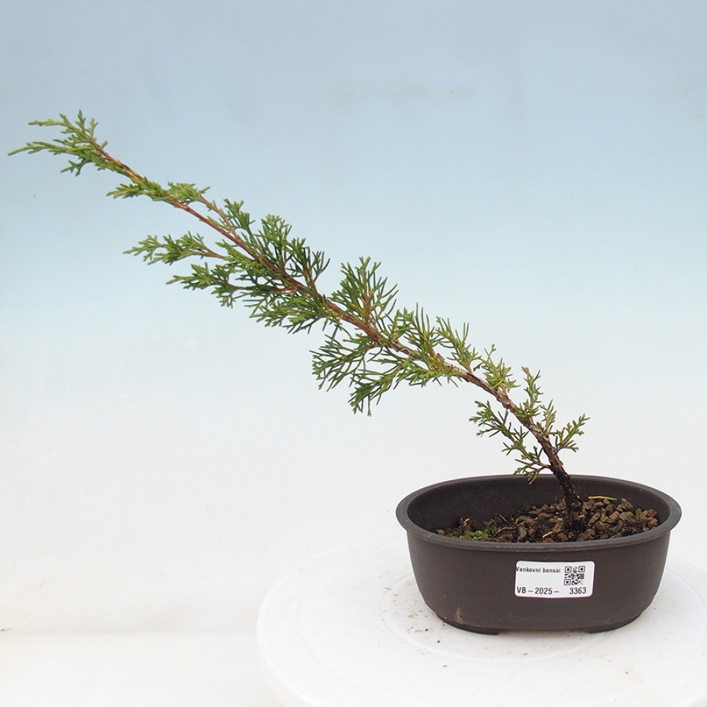 Bonsai voor buiten - Juniperus chinensis Itoigawa