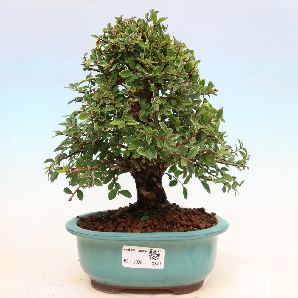 Bonsai voor buiten - Zelkova - Zelkova NIRE