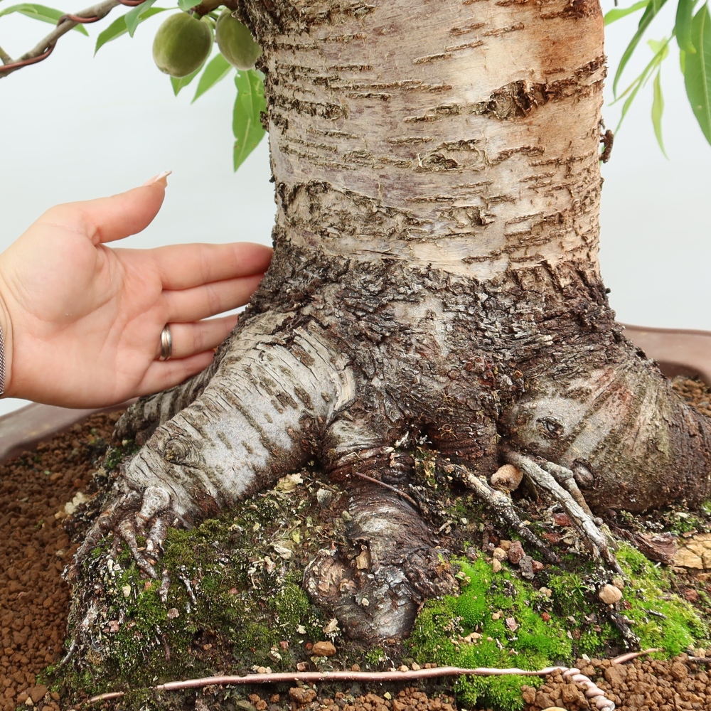 Bonsai voor buiten - Prunus dulcis – Gewone amandelboom