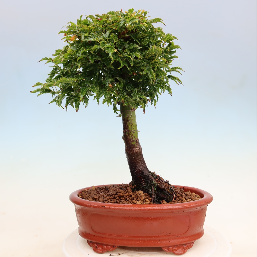 Bonsai voor buiten -Javor palm Acer palmatum Shishigashira