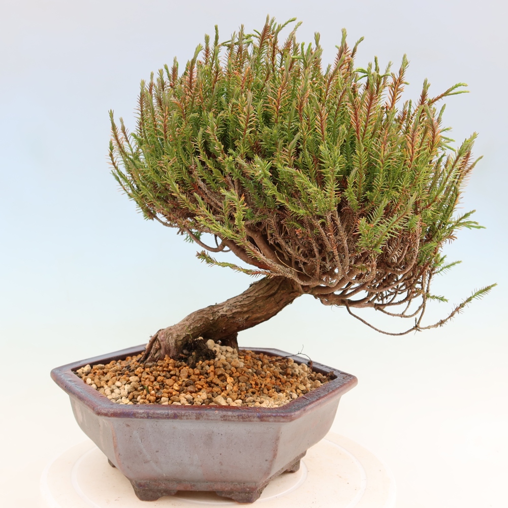 Buitenbonsai - Cryptomeria - Kryptomeria
