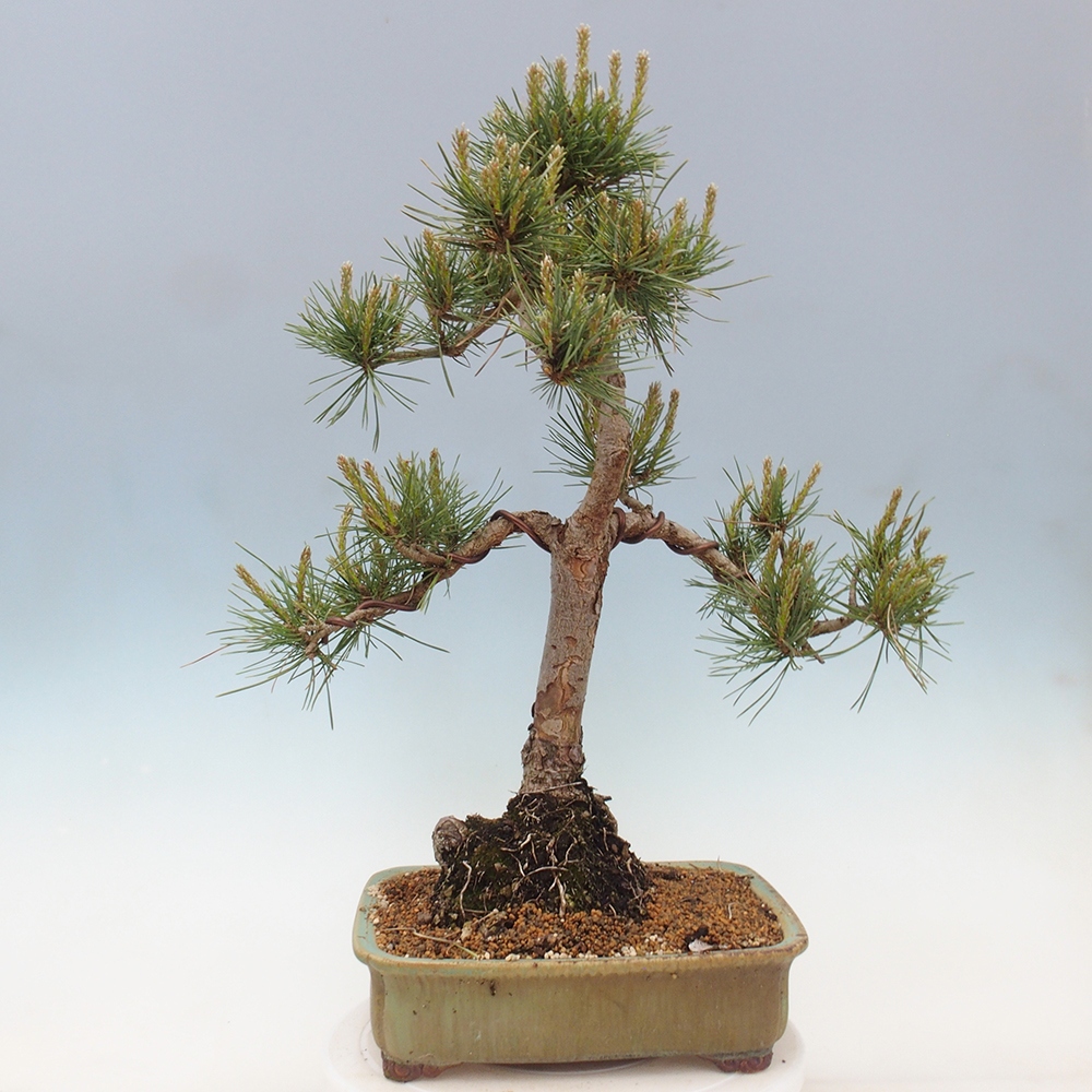 Bonsai voor buiten - Pinus Sylvestris Watererri - grove den