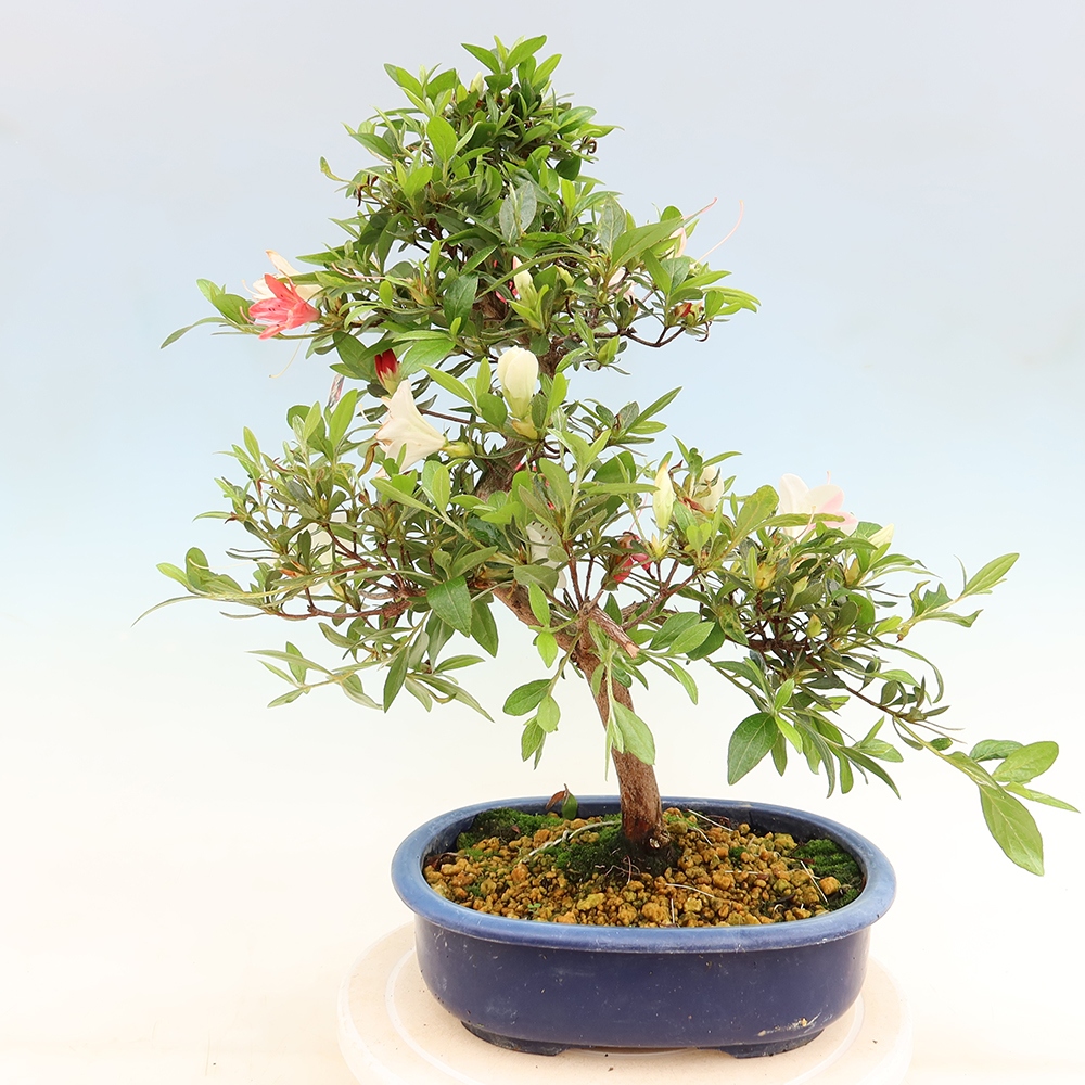 Bonsai voor buiten - Japanse Azalea - Azalea Senhime