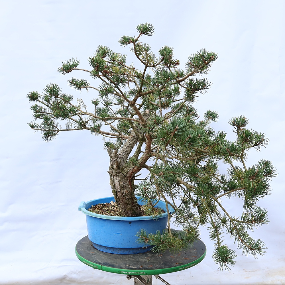 Pinus sylvestris Spanje - grove den