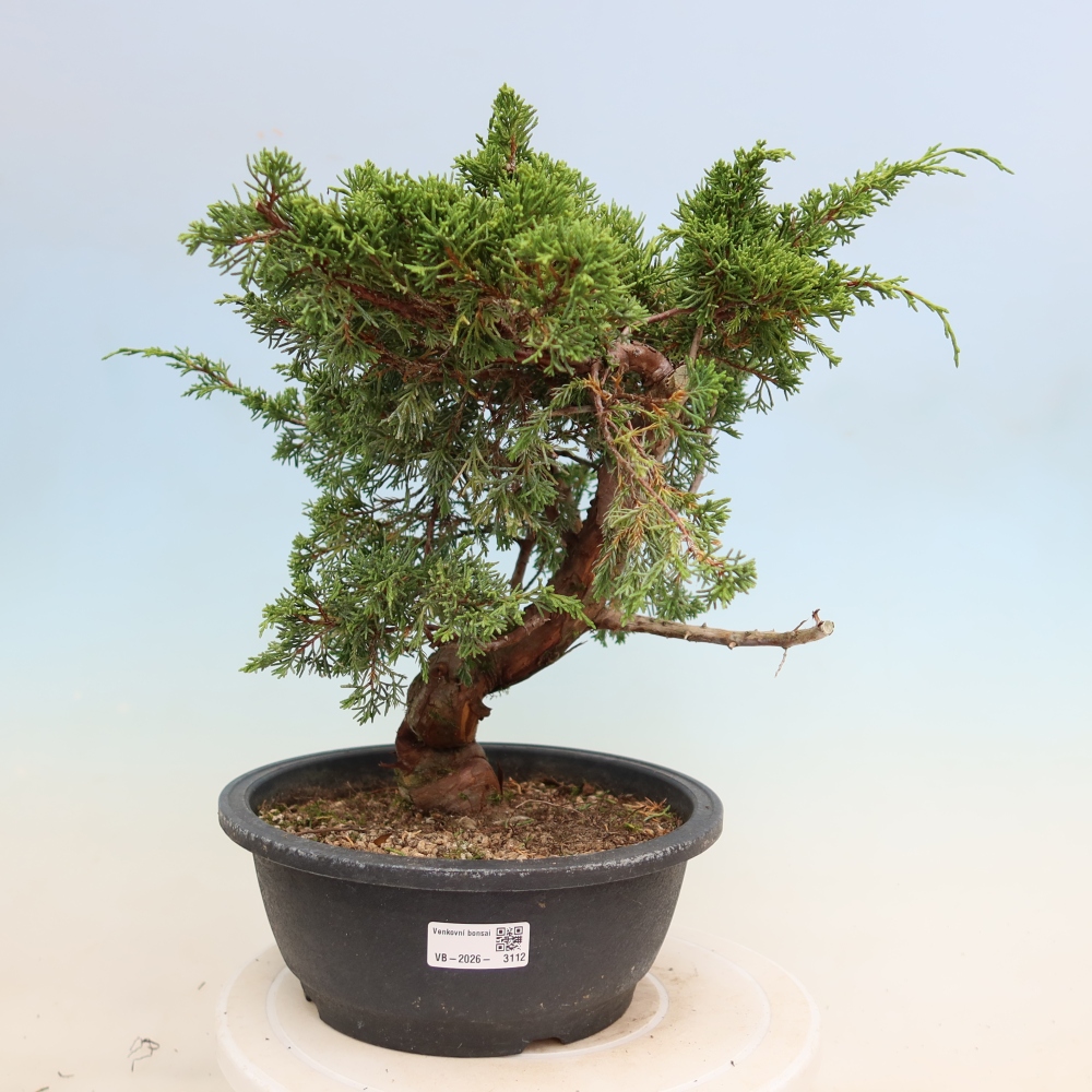 Bonsai voor buiten - Juniperus chinensis Itoigawa-Juniperus chinensis