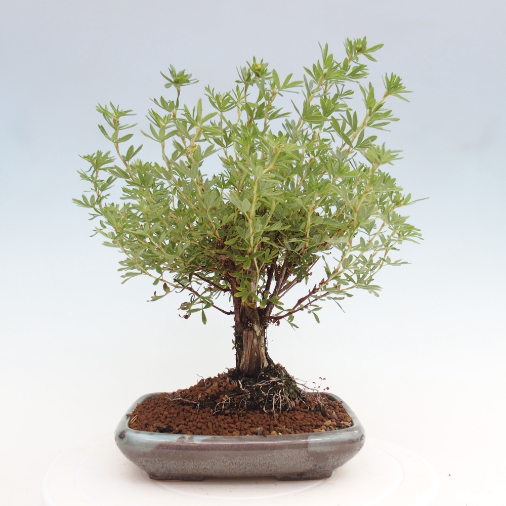 Bonsai voor buiten - Potentila fruticosa gele vogel
