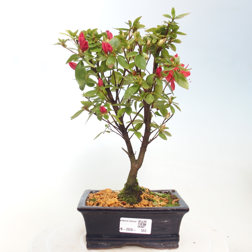 Bonsai voor buiten - Japanse azalea - Azalea sp.