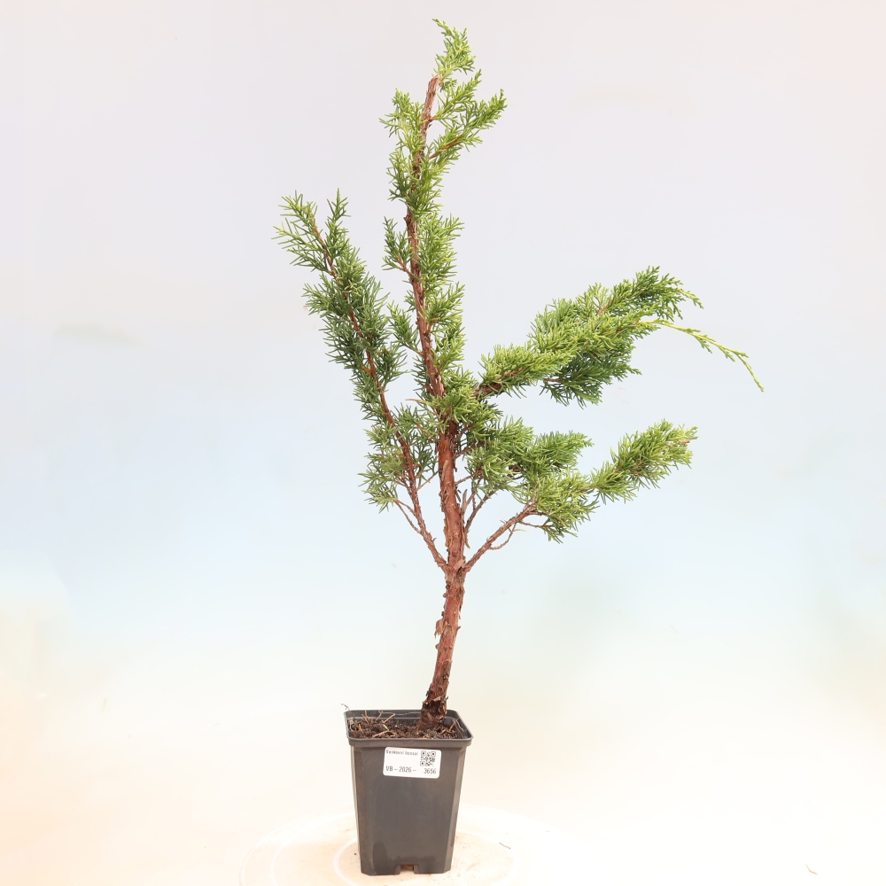 Bonsai voor buiten - Juniperus chinensis Kishu