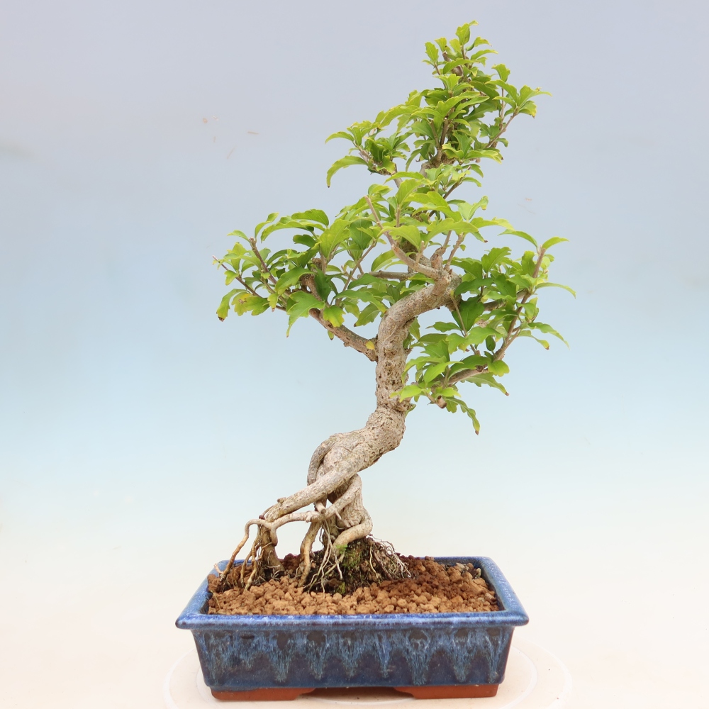 Bonsai voor buiten - Hibiscus syriacus - Syrische hibiscus