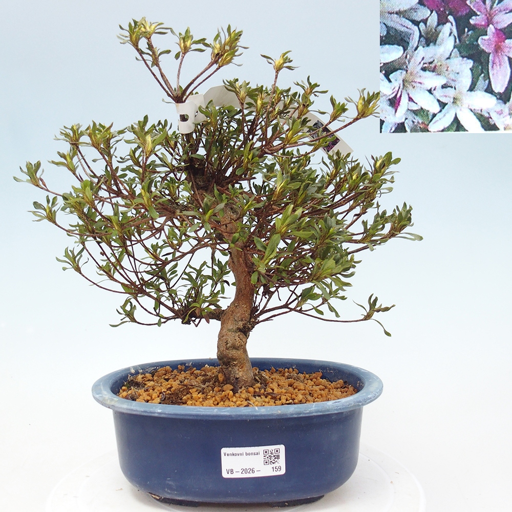 Bonsai voor buiten - Japanse Azalea - Azalea Ryusen