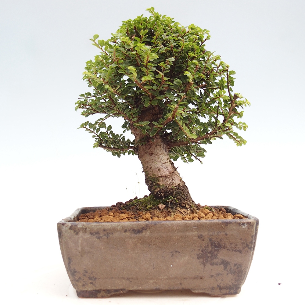 Bonsai voor buiten - Ulmus parvifolia Hokkaido - Chinese iep