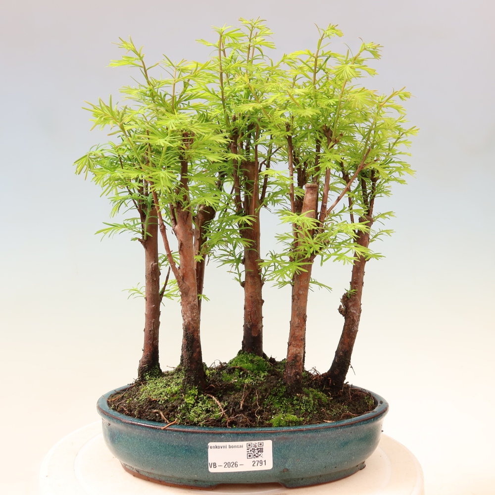Buitenbonsai - Metasequoia glyptostroboides - Chinese metasequoia - bosje