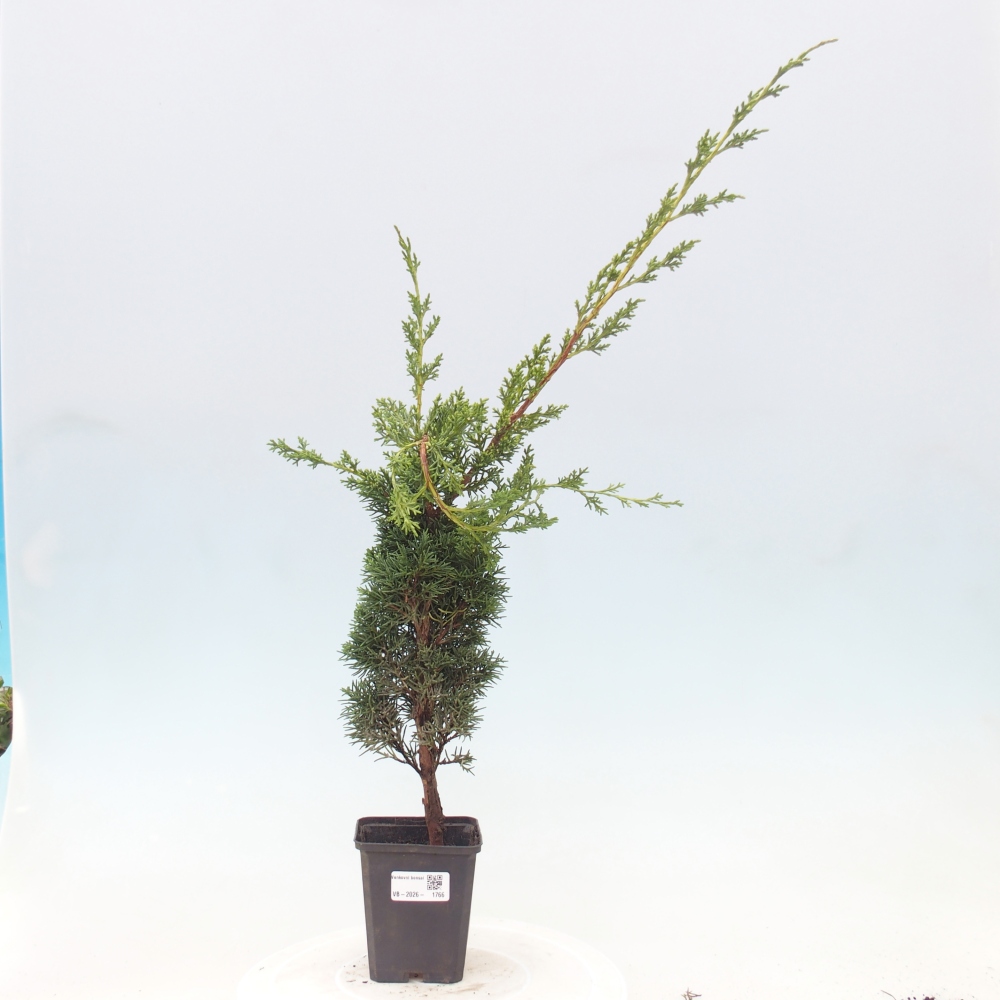 Bonsai voor buiten - Juniperus chinensis Kishu