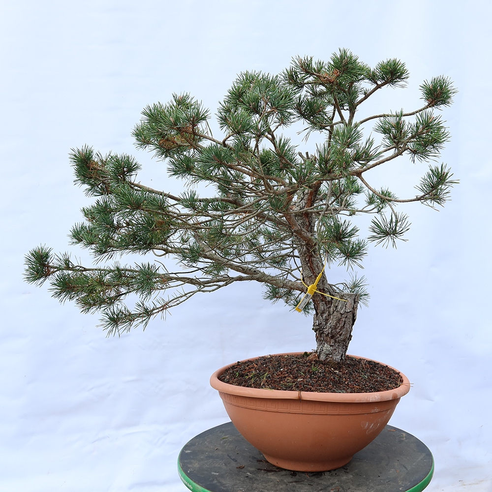 Pinus sylvestris Spanje - grove den