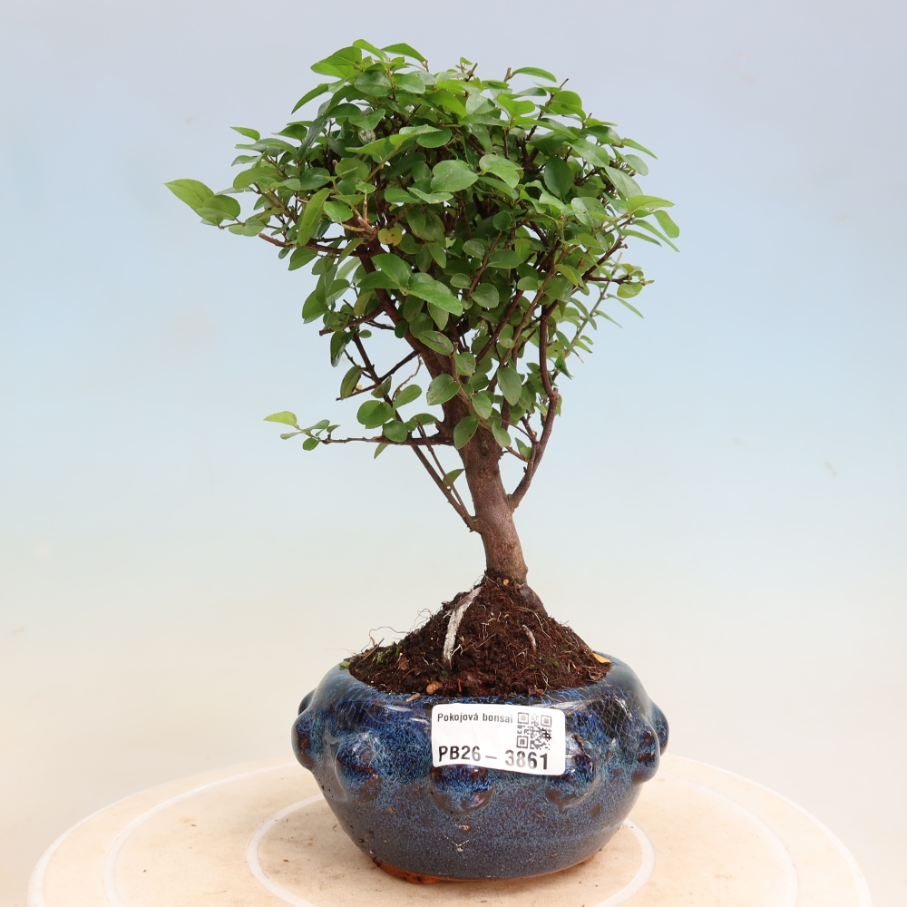 Kamerbonsai - Sageretia thea - Sageretia thea