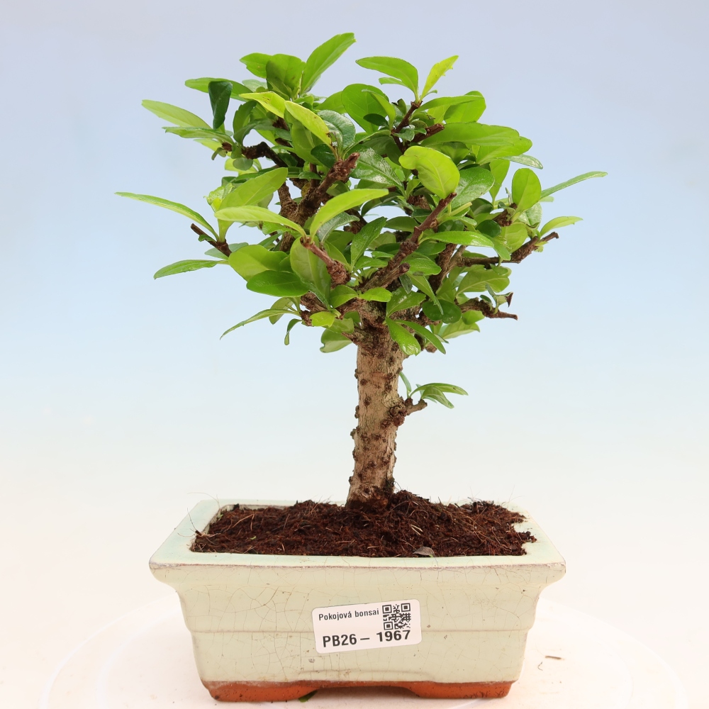 Kamerbonsai - Carmona macrophylla - Thee fuki
