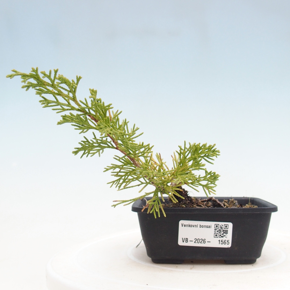 Bonsai voor buiten - Juniperus chinensis Itoigawa