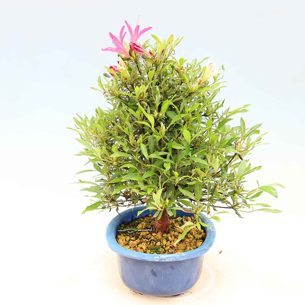 Bonsai voor buiten - Japanse Azalea - Azalea Ryusen