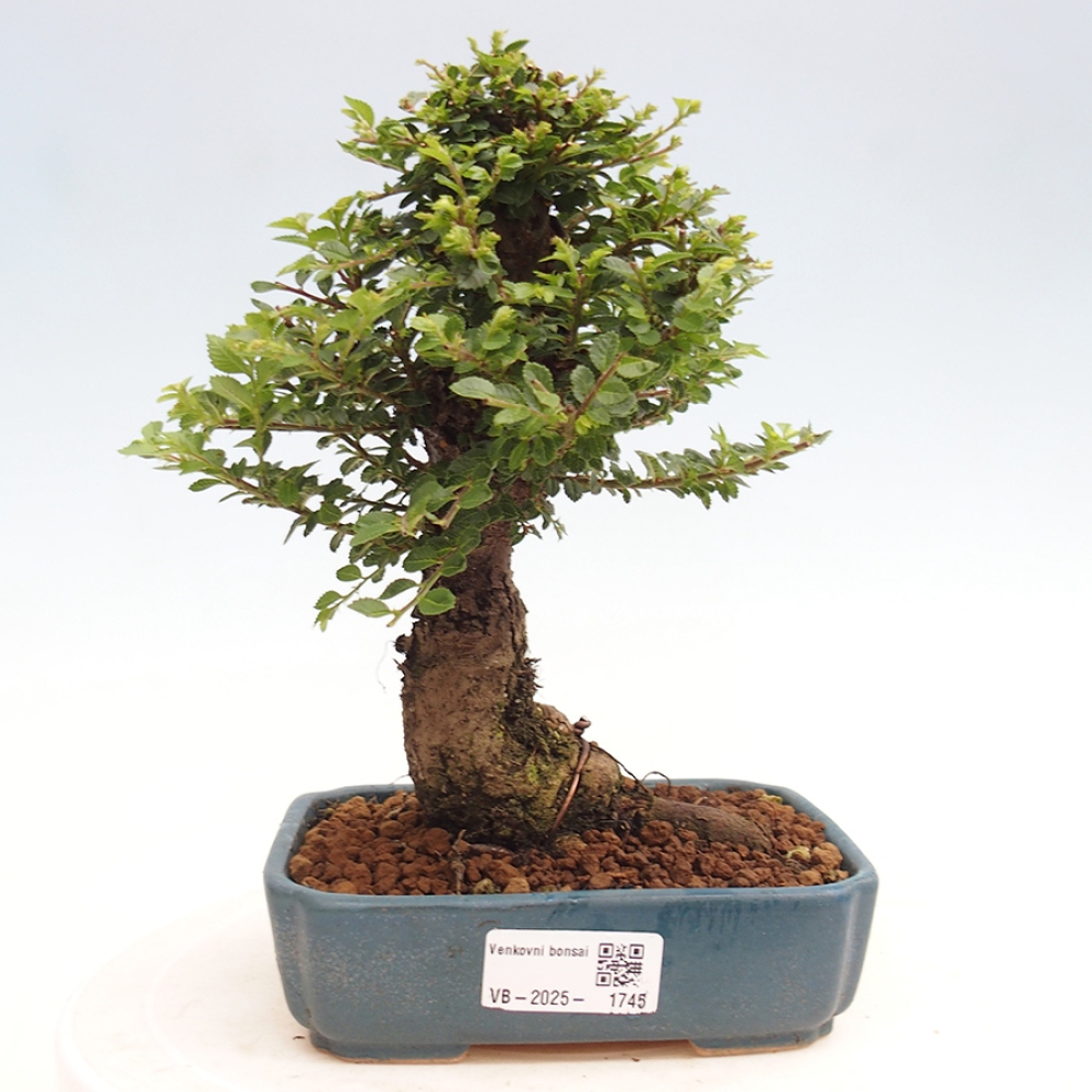 Bonsai voor buiten - Ulmus parvifolia Hokkaido - Chinese iep