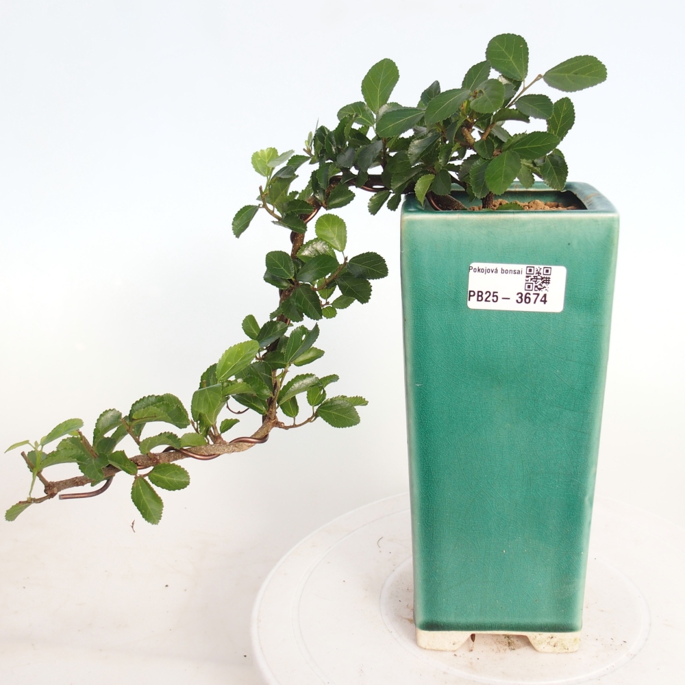 Bonsai - Grewia occidentalis - Lavendel zeester