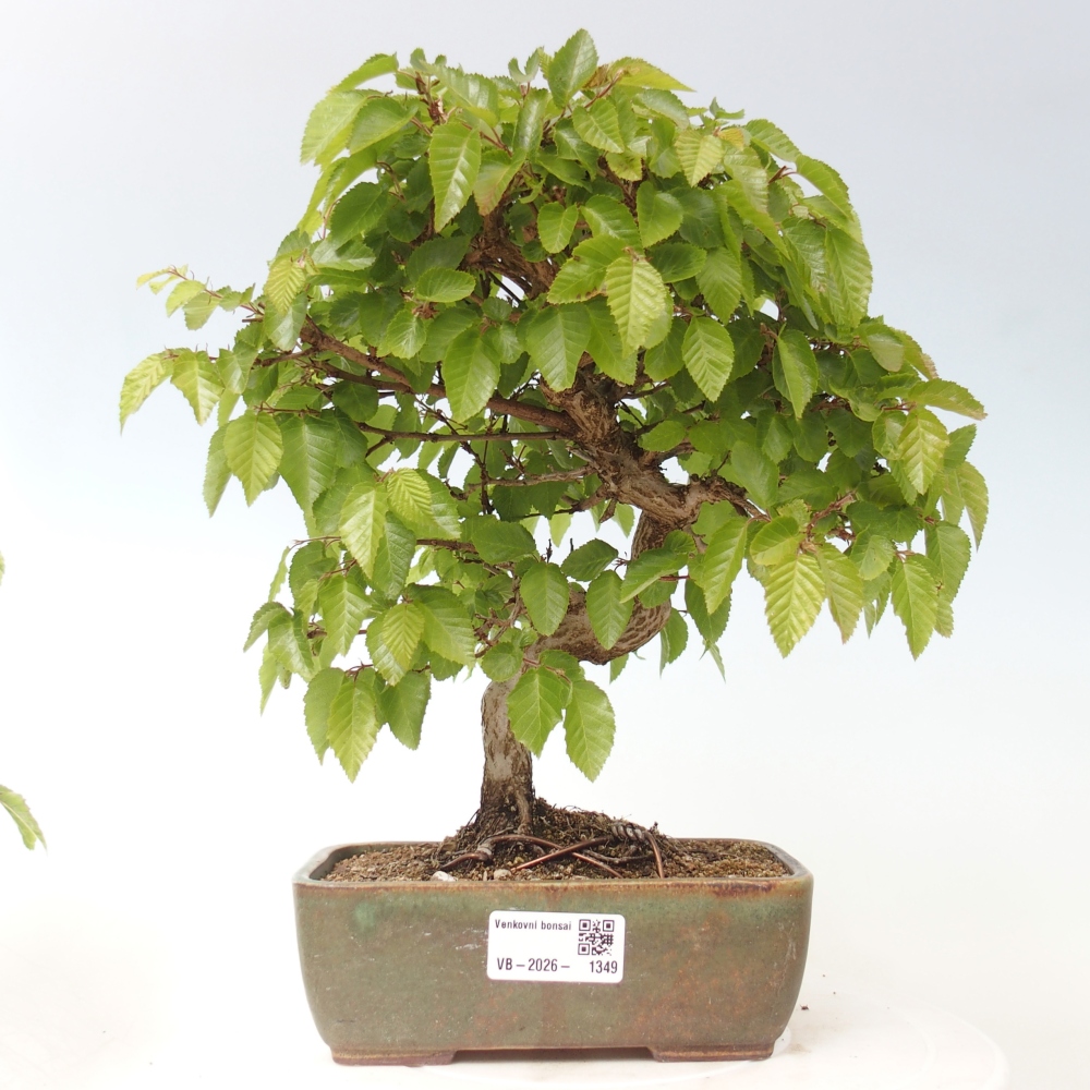 Bonsai voor buiten -Carpinus CARPINOIDES - Koreaanse haagbeuk