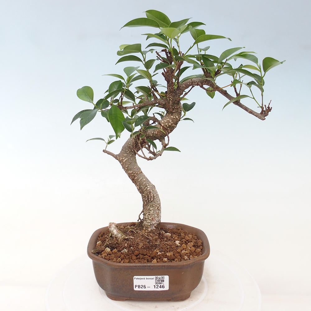Kamerbonsai - Ficus retusa - kleinbladige ficus
