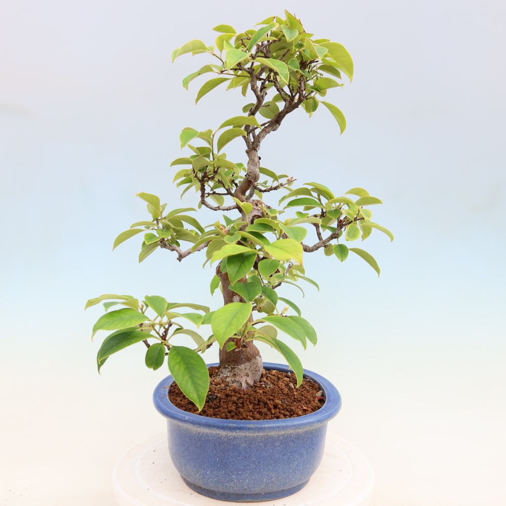 Bonsai voor buiten - Pseudocydonia sinensis - Chinese kweepeer