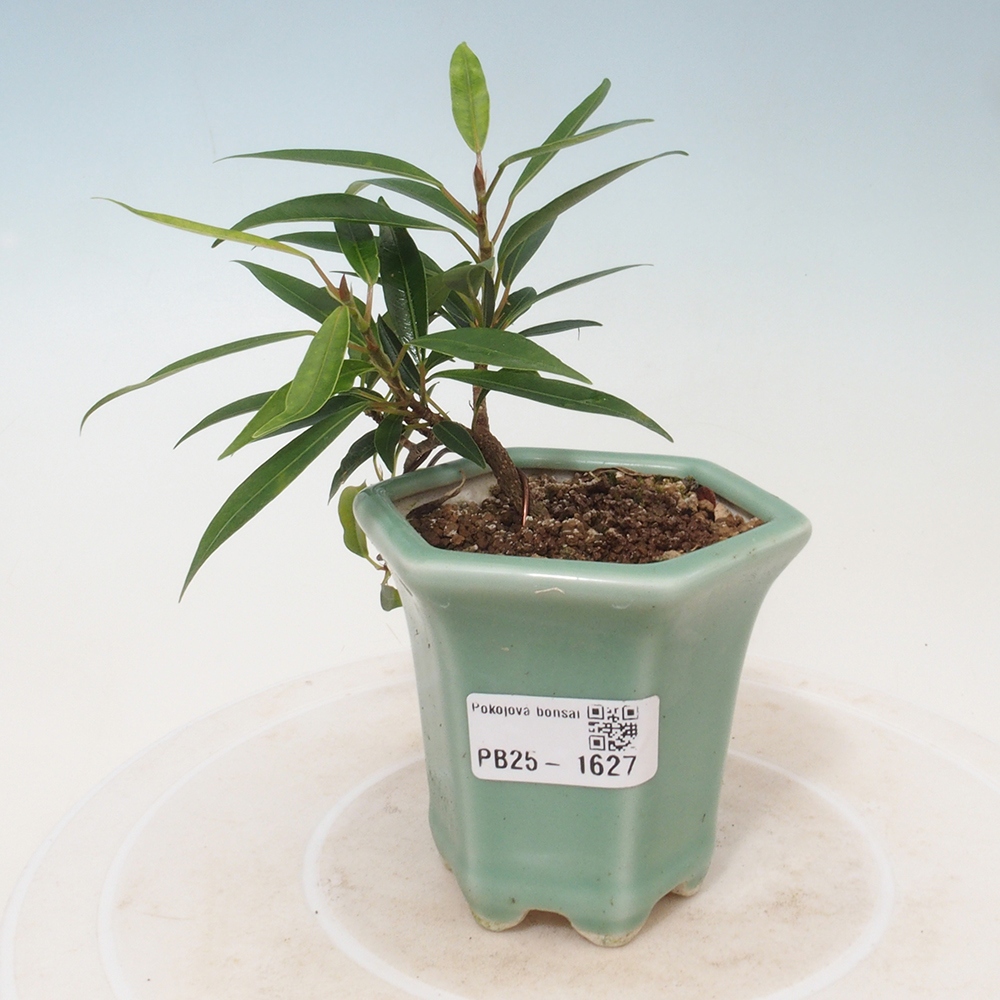 Kamerbonsai - Ficus nerifolia - kleinbladige ficus
