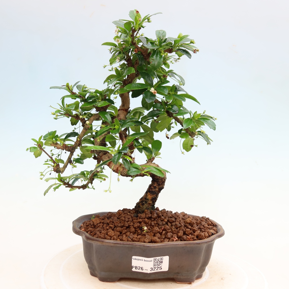 Kamerbonsai - Carmona macrophylla - Thee fuki
