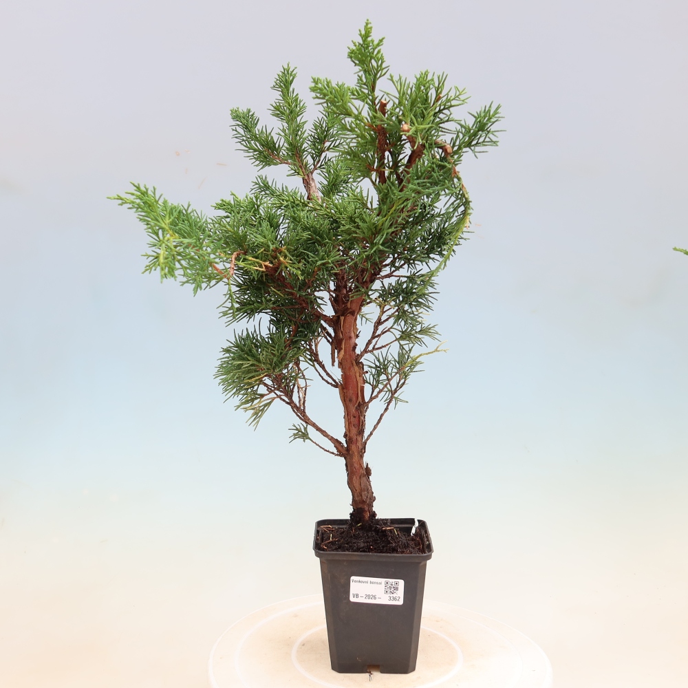Bonsai voor buiten - Juniperus chinensis Kishu