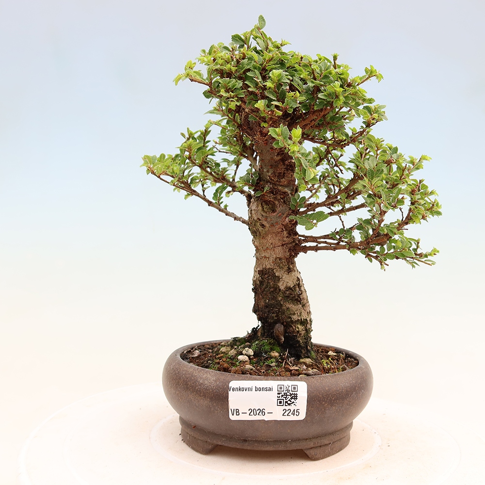 Bonsai voor buiten - Ulmus parvifolia Sagei - Kleinbladige iep