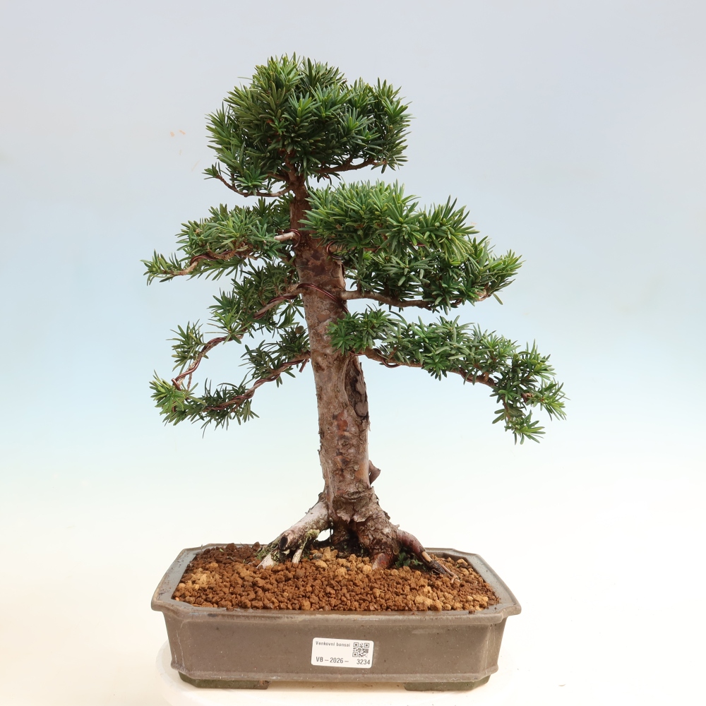 Bonsai voor buiten - Taxus cuspidata - Japanse Taxus