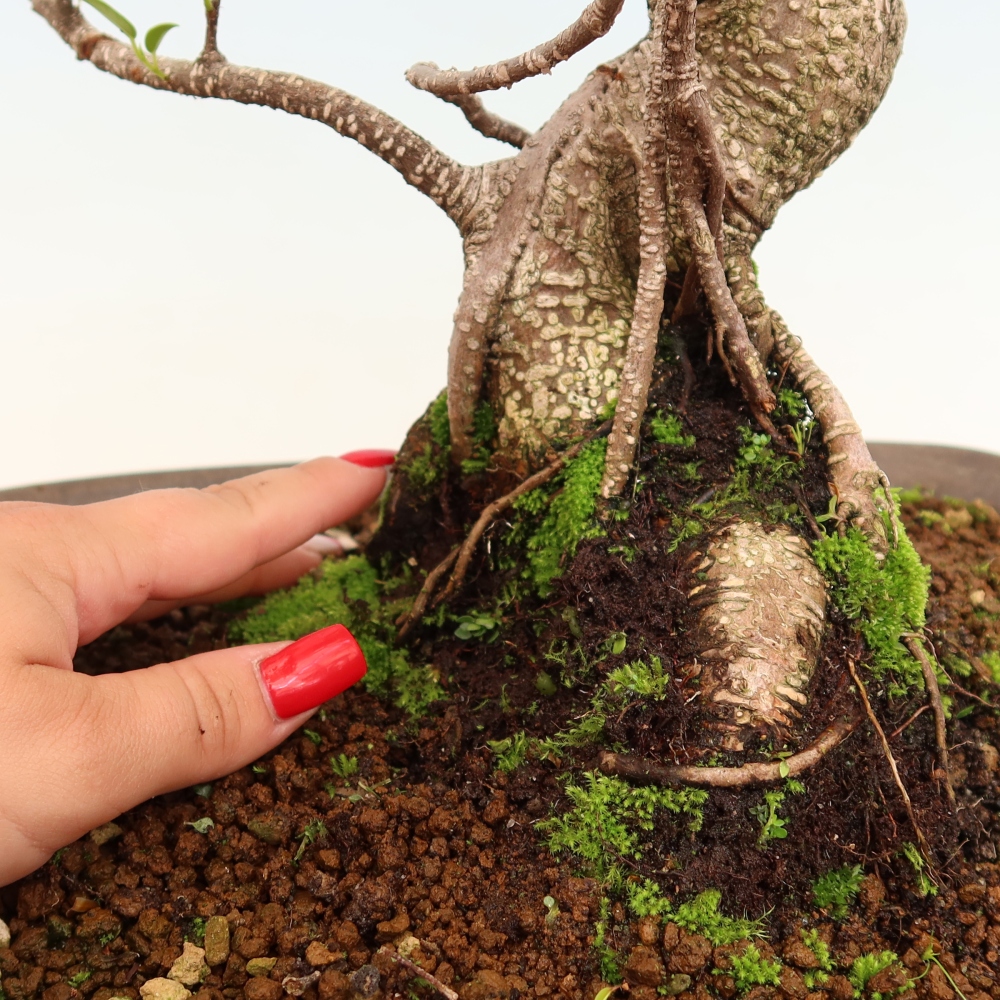 Kamerbonsai - Ficus kimmen - kleinbladige ficus
