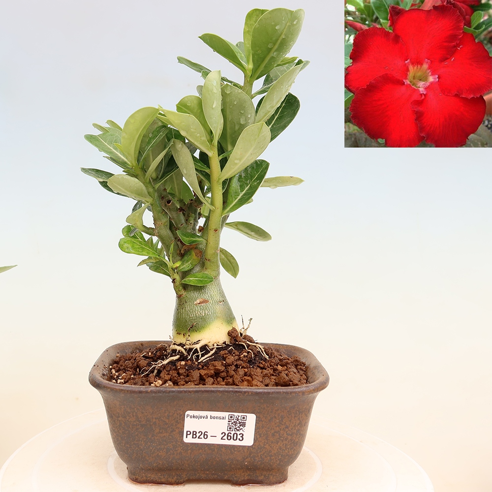Kamerbonsai - Adenium obesum Red Star - Woestijnroos
