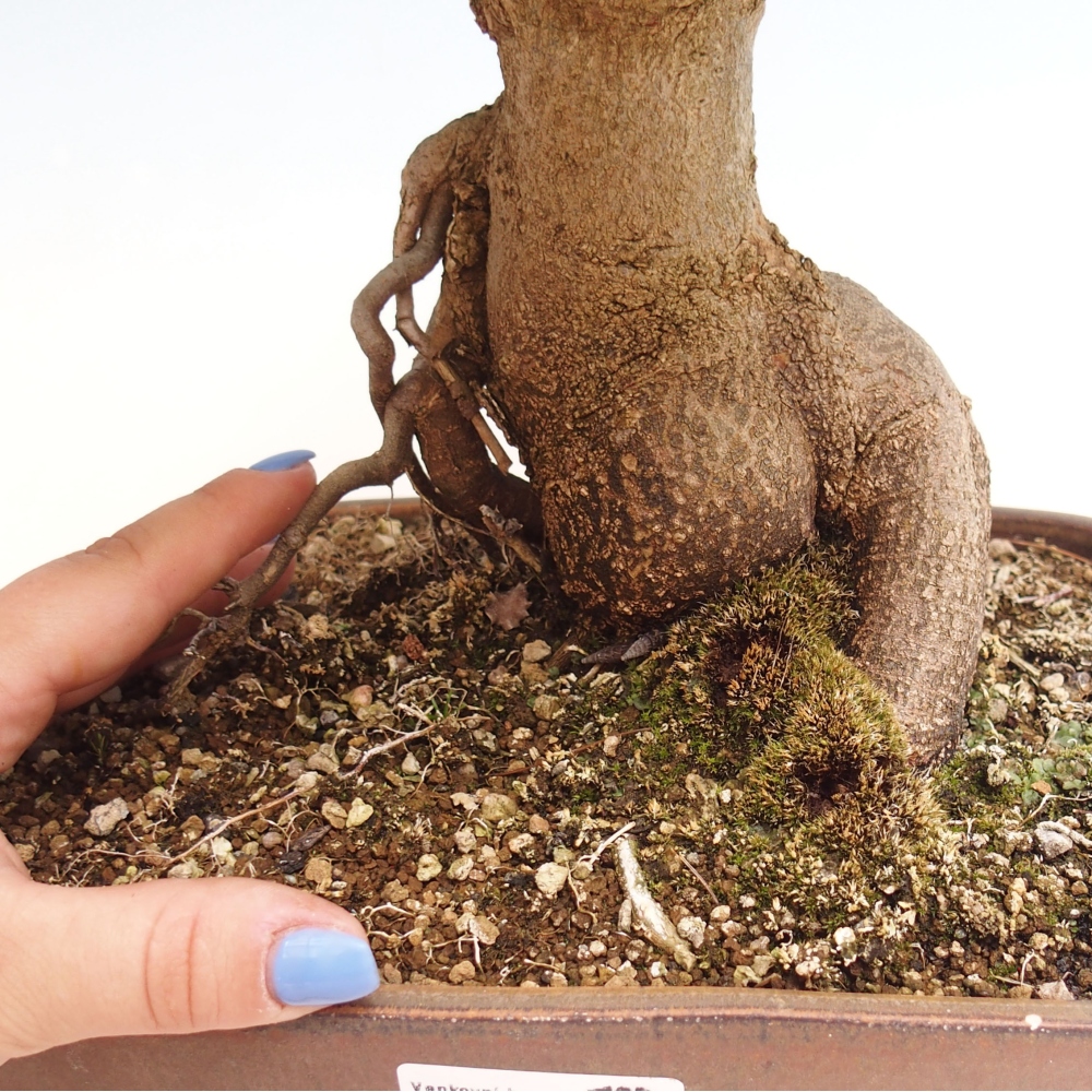 Bonsai voor buiten - Acer Buergerianum - Burgeresdoorn