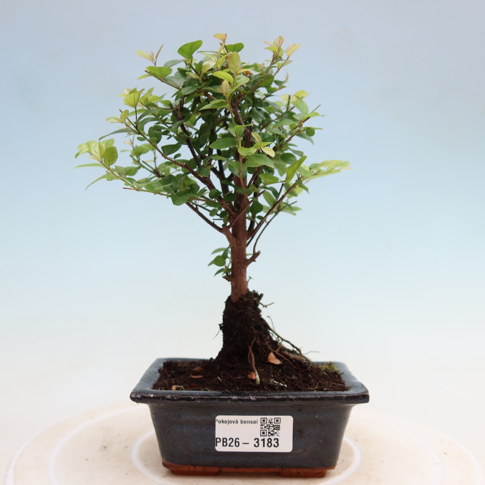 Kamerbonsai - Sageretia thea - Sageretia thea