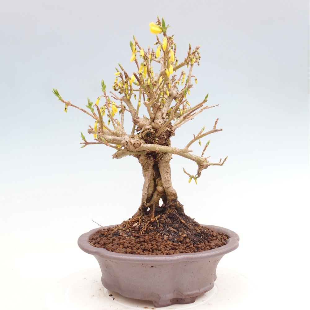 Bonsai voor buiten - Zlatice - Forsythia koreana