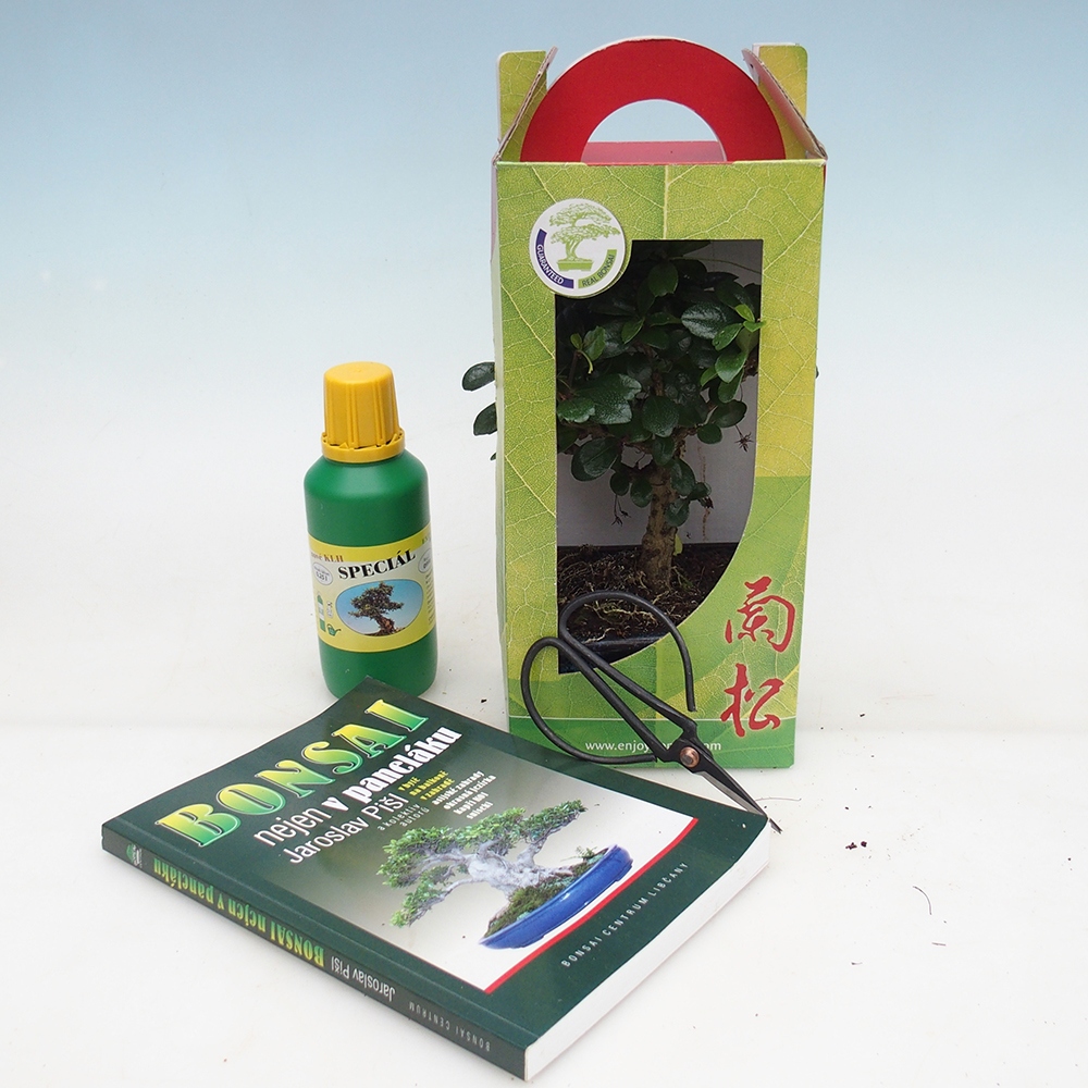 Kamerbonsai in geschenkverpakking Carmona microphylla - Thee fuki