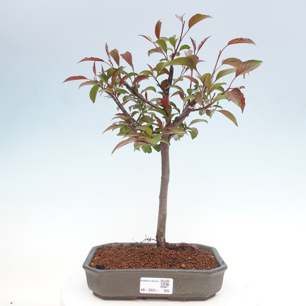 Bonsai voor buiten -Malus domestica - Roodbladige appelboom met kleine vruchten