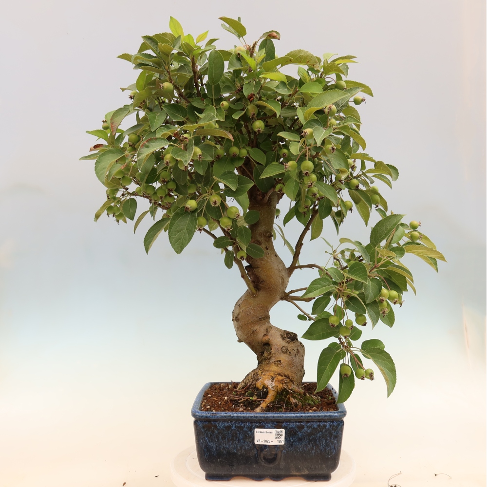 Bonsai voor buiten -Malus halliana - Appelboom met kleine vruchten