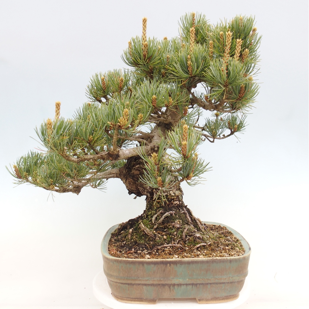 Bonsai voor buiten - Pinus parviflora - Pinus parviflora