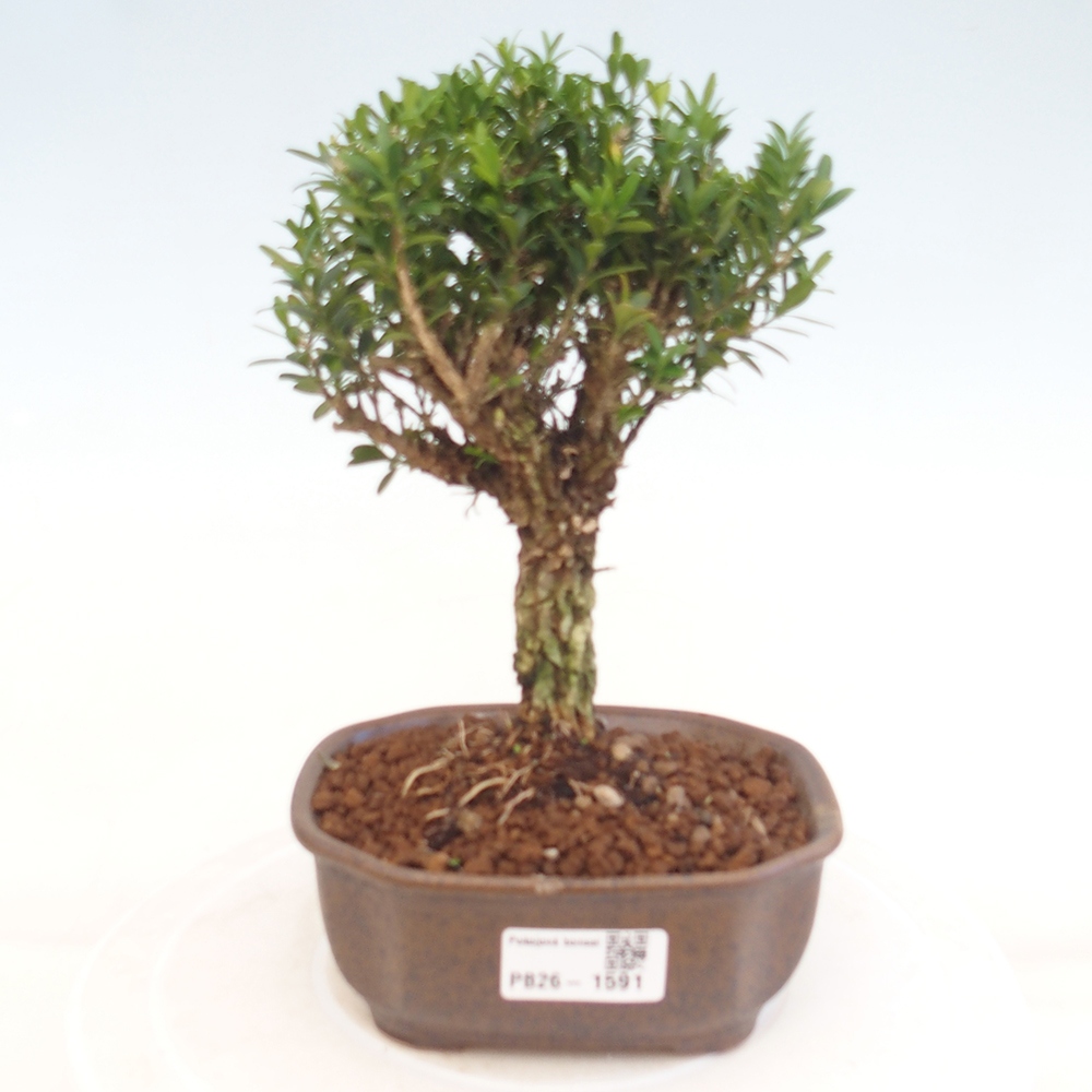 Kamerbonsai - Buxus harlandii - kurk buxus