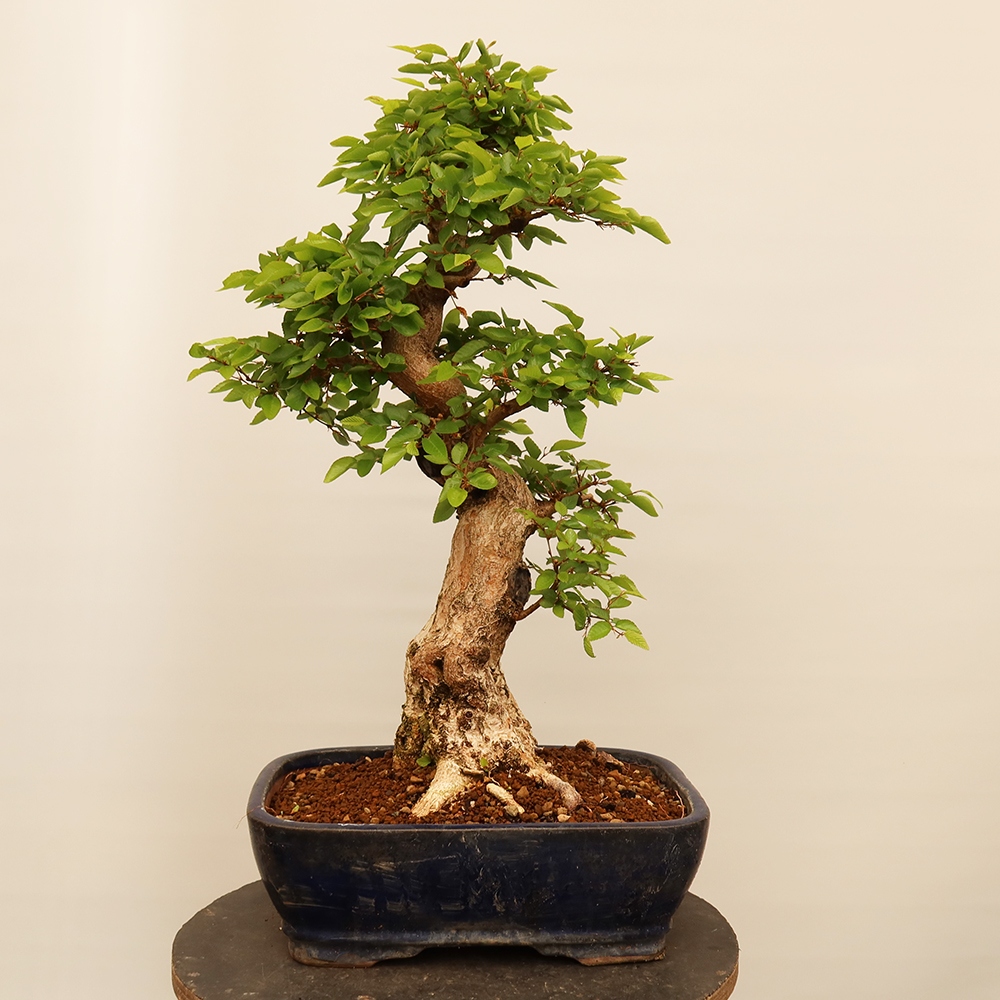 Bonsai voor buiten -Carpinus Coreana - Koreaanse haagbeuk