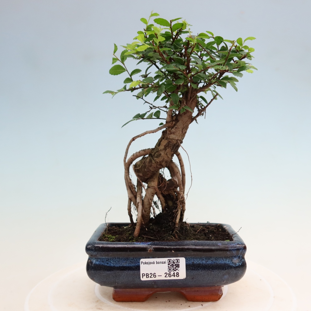 Kamerbonsai - Ulmus parvifolia - Winteriep