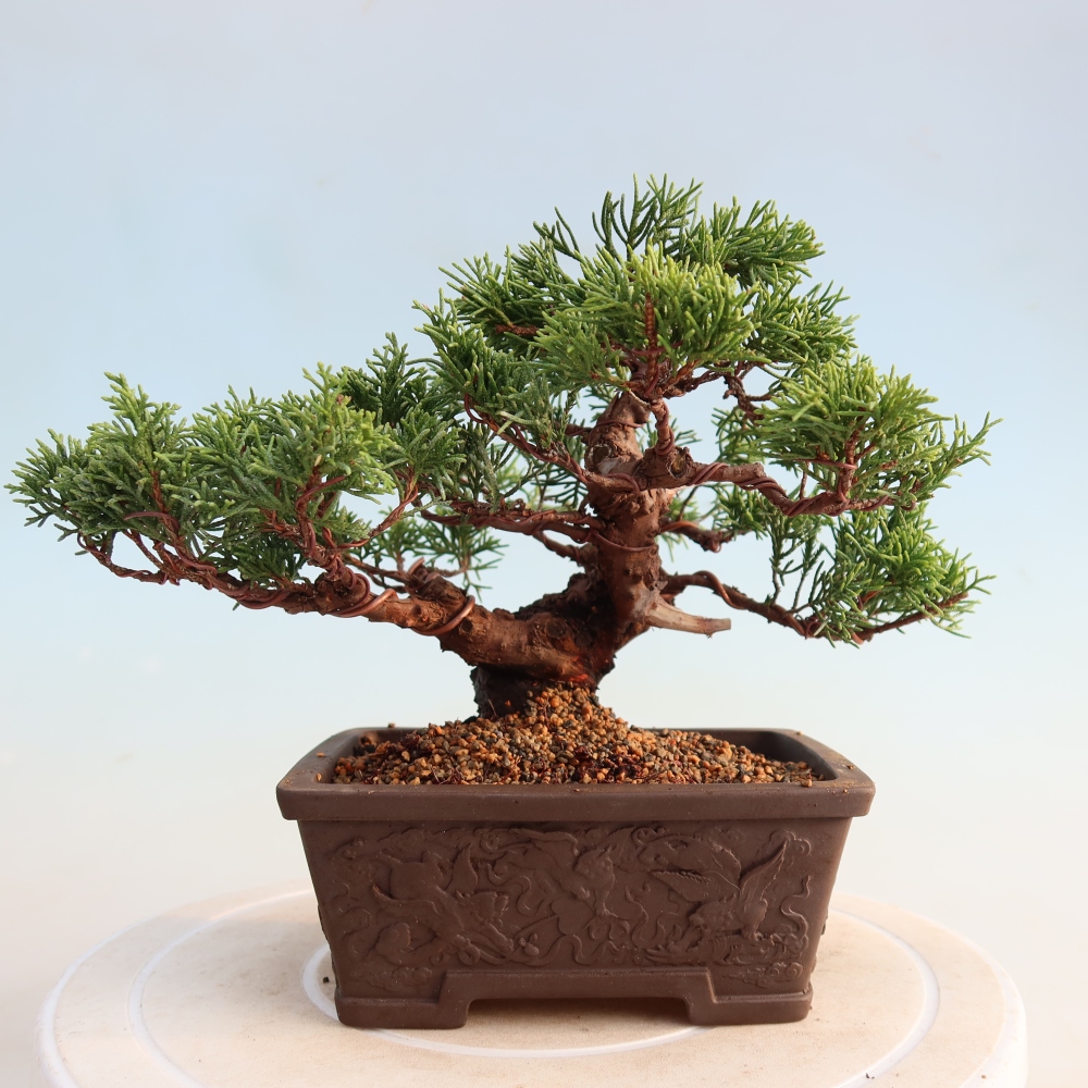 Bonsai voor buiten - Juniperus chinensis Itoigawa