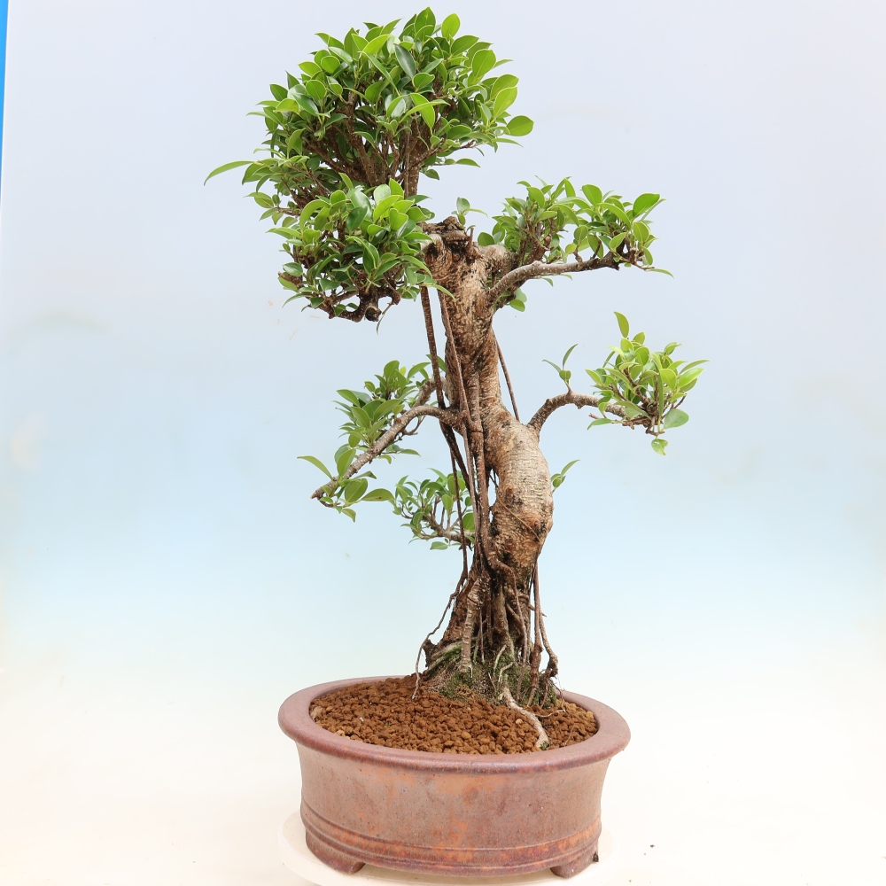 Kamerbonsai - Ficus kimmen - kleinbladige ficus